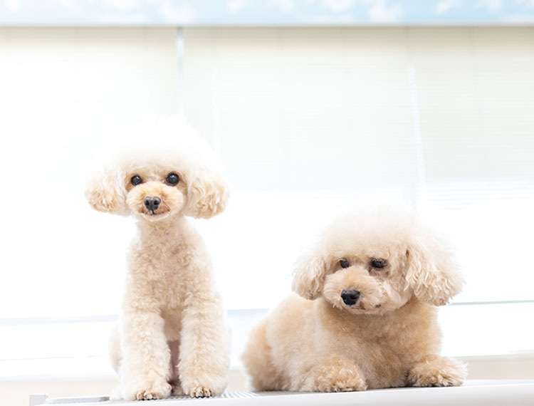新潟ペット動物専門学校