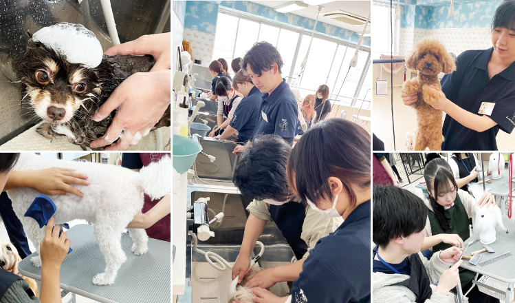 新潟ペット動物専門学校