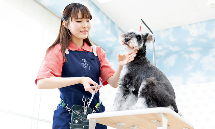 ペットトリマー科