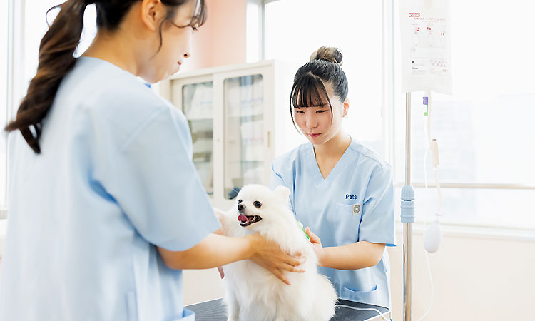 愛玩動物看護師科